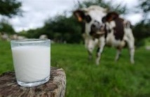 Une "Milk Valley" dans l'Ouest de la France pour être à la pointe sur le lait