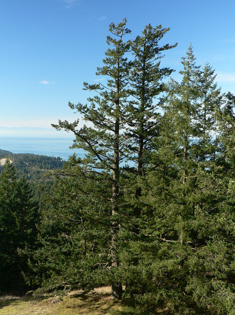 Le fameux sapin Douglas est également appelé pin d’Oregon. Il a été largement diffusé hors des États-Unis pour être planté partout en Europe.