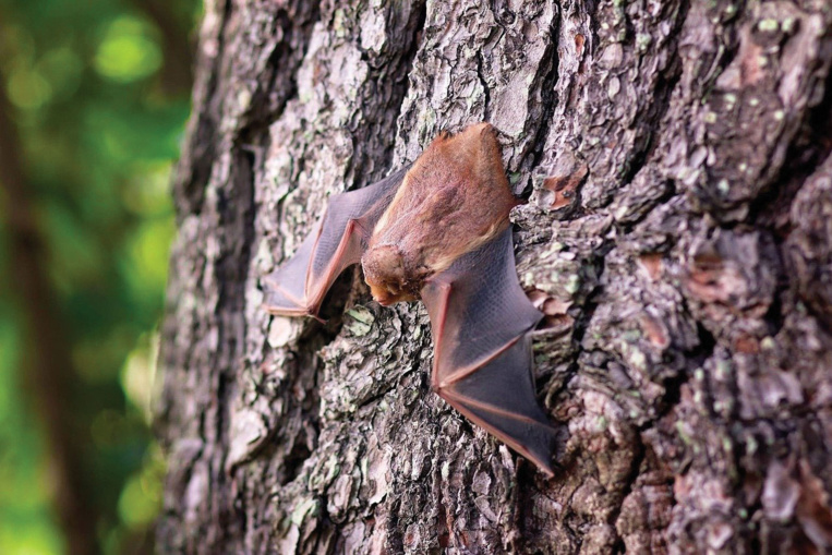 Dans leur enfance, des chauves-souris babillent comme les bébés humains Dans leur enfance, des chauves-souris babillent comme les bébés humains