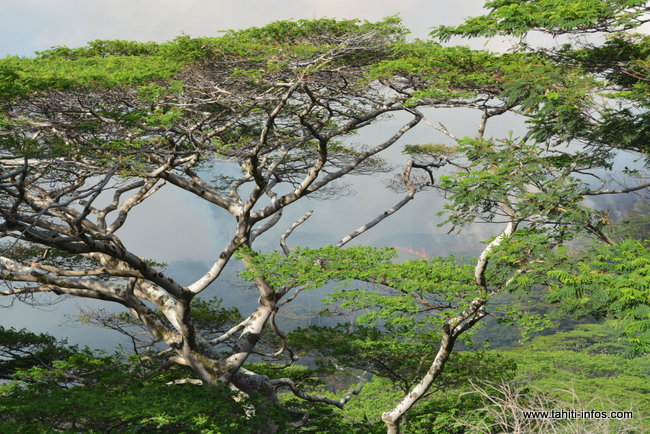 Feu de brousse à Mahina : tous les centres de secours de Tahiti mobilisés