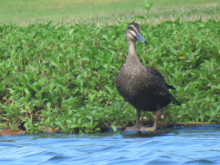L'avenir vire à l'orange pour les canards de Temae L'avenir vire à l'orange pour les canards de Temae