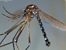 Dengue, chikungunya : découverte d'un nouveau vecteur potientiel à Mayotte