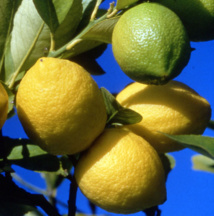 "Citron, le fruit du soleil" par Frédéric Précloux, chiropracteur à Papeete