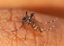 Épidémie de chikungunya en Papouasie-Nouvelle-Guinée