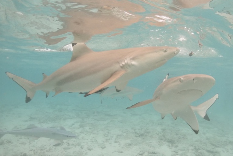Sursis après la morsure d'un enfant par un requin à l'ex-Lagoonarium Sursis après la morsure d'un enfant par un requin à l'ex-Lagoonarium