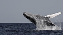 La vie de la baleine se lit dans son oreille