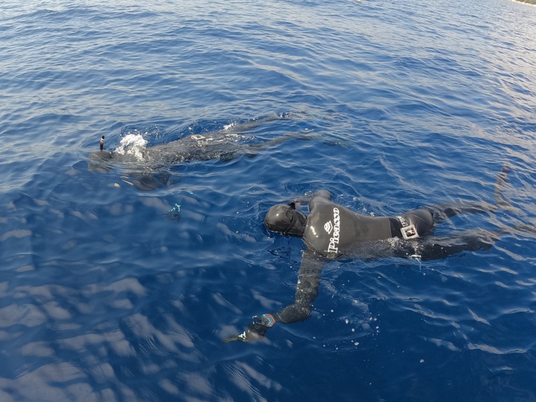 Nehemia, Lamartinière et Tetuanui engagés aux championnats du monde de pêche sous-marine