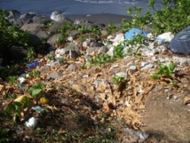 « Te U’i Paruru Fenua » une association d'étudiants qui agit pour l'environnement