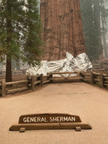 USA: des séquoias emballés dans de l'alumunium pour les protéger des incendies