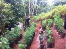 Paka : 210 pieds détruits à Raiatea et 158 à Punaauia