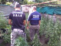 1 250 pieds de paka détruits à Papara