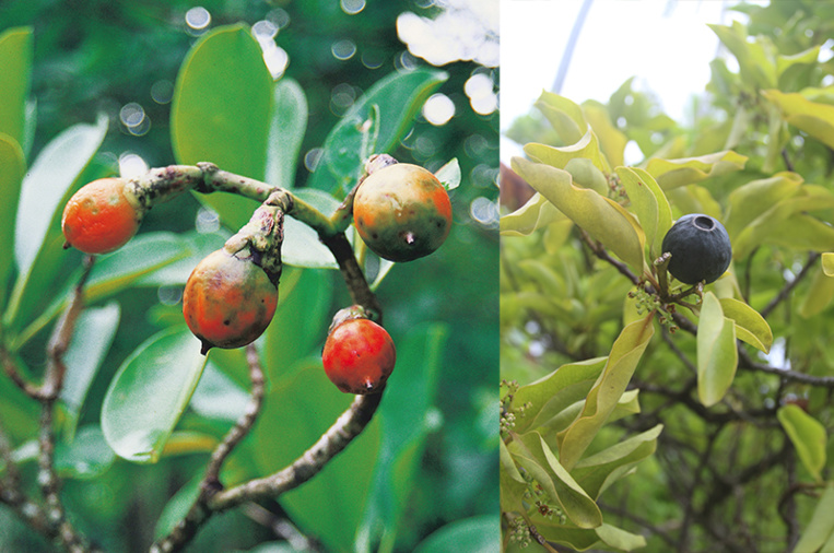 À gauche, Fleurs et fruits du pua (Fagraea berteriana) ; c’est dans le tronc d’un de ces arbres qu’aurait été sculpté A’a, du moins le pensait-on jusqu’en 2015… À droite, Un jeune pied de santal de Raivavae et son fruit ; depuis 2015, selon des analyses, des spécialistes affirment que A’a a été sculpté dans un tronc de santal. On imagine la taille de l’arbre...