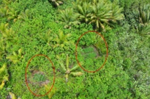 Des plantations de Paka dissimulées dans la forêt