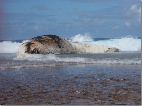 baleine échouée à Maupiti
