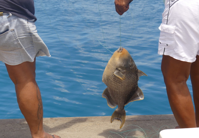 À Rangiroa, les balistes au rendez-vous mais en retard À Rangiroa, les balistes au rendez-vous mais en retard