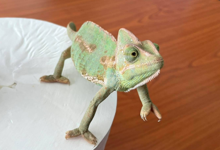 Deux caméléons à Tahiti Deux caméléons à Tahiti