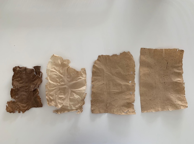 L'évolution de la pâte à sargasses. La version finale se rapproche de la feuille de papier classique. L'évolution de la pâte à sargasses. La version finale se rapproche de la feuille de papier classique.