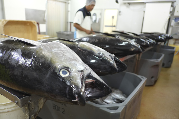 Le secteur de la pêche peine à émerger Le secteur de la pêche peine à émerger