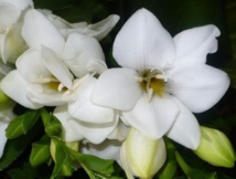 Drames sur les routes: une marche blanche pour dire "Stop au massacre"