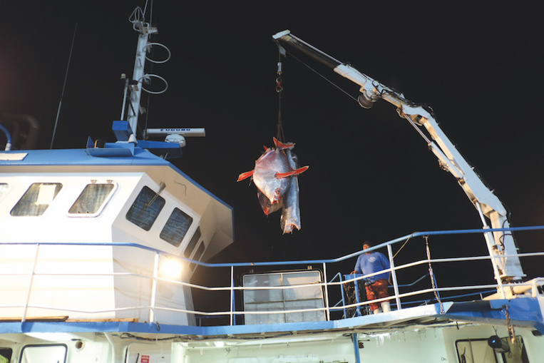 La pêche moins bonne en 2020 La pêche moins bonne en 2020