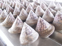 Pêche aux trocas: 50 tonnes pour les familles de To’ahotu