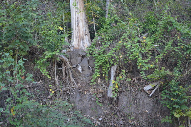 A plusieurs mètres de haut cet arbre est en partie déraciné et pourrait tomber en entrainant dans sa chute pierres, terre et rochers.