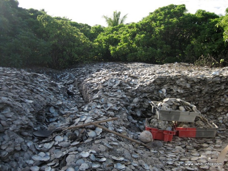 Sur la piste des nacres stockées à terre Sur la piste des nacres stockées à terre