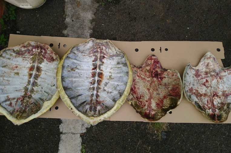Les braconniers arrêtés après avoir jeté un sac de carapaces de tortue Les braconniers arrêtés après avoir jeté un sac de carapaces de tortue