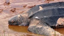 Salvador: 114 tortues marines découvertes mortes en moins de trois semaines