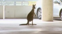 Australie: un kangourou dans le terminal de l'aéroport de Melbourne
