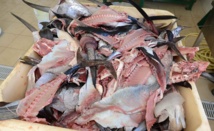 Une unité pilote de valorisation de déchets de poissons à Fare Ute
