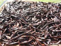 Le gouvernement veut tripler la production de vanille de Tahiti en deux ans