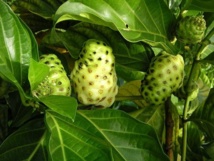 Le noni : un miracle économique encore à confirmer