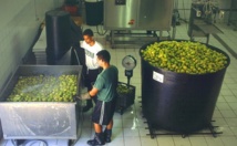 L’usine de fabrication de jus de noni de Royal Tahiti Noni à Moorea (Haapiti).