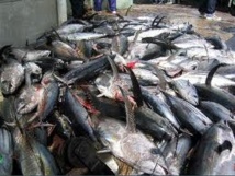 Pêcheries dans le Pacifique : des scientifiques s’en prennent à la commission thonière