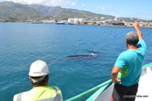 Insolite : des baleines dans la rade de Papeete