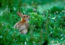 Une petite île écossaise va abattre des milliers de lapins