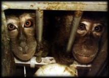 Appel pour qu'Air France cesse le transport de singes vers les laboratoires, la compagnie affirme être en règle