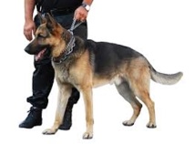 La douane saisit plus de 9 kilos de cannabis