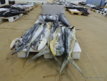 Bonne pêche en 2012 pour la Polynésie, mais peut encore mieux faire