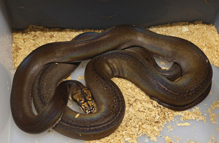 Fayez Nureldine / AFP Fayez Nureldine / AFP