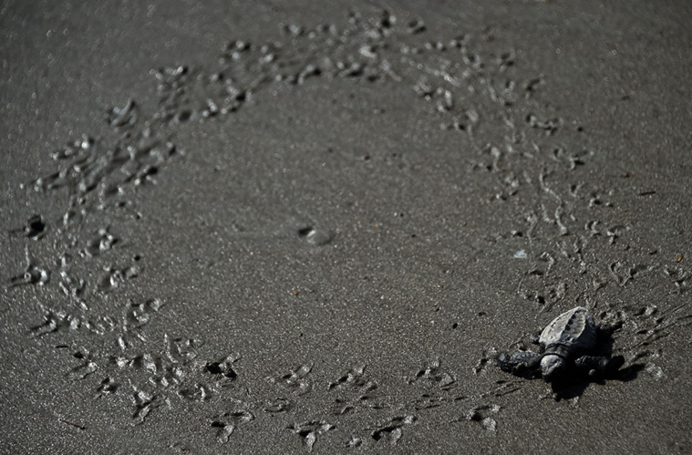 RODRIGO ARANGUA / AFP