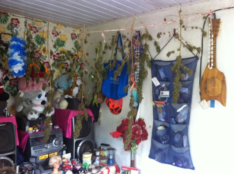 "Pakaland" à Arue: la gendarmerie met la main sur une ferme de cannabis