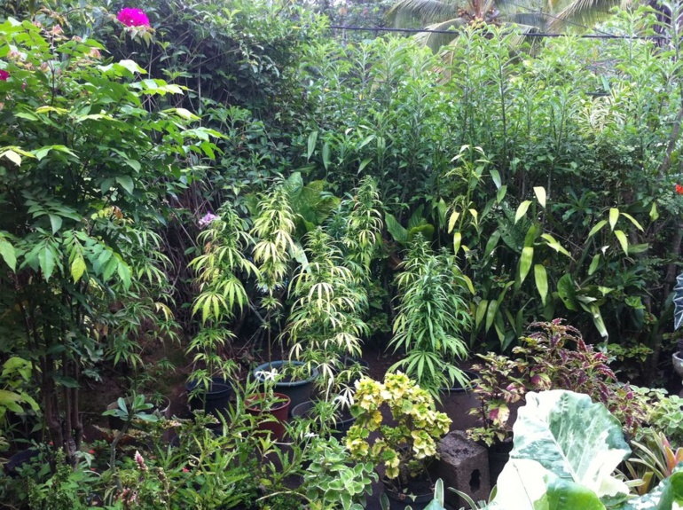 "Pakaland" à Arue: la gendarmerie met la main sur une ferme de cannabis