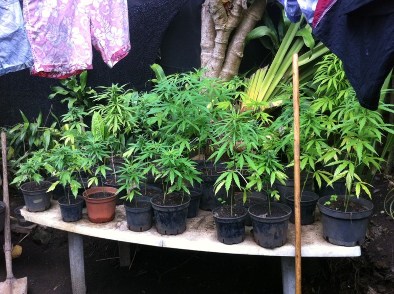 "Pakaland" à Arue: la gendarmerie met la main sur une ferme de cannabis
