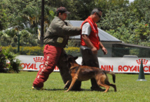 Carbone des Malistaffs - Champion de Polynésie de chien de défense 2013