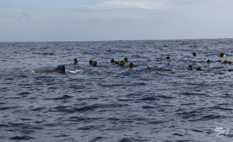 Pression sur les baleines, espoir pour les dauphins