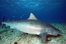 Les requins en Polynésie: ‘la législation est inadaptée aux enjeux’ selon le scientifique Eric Clua