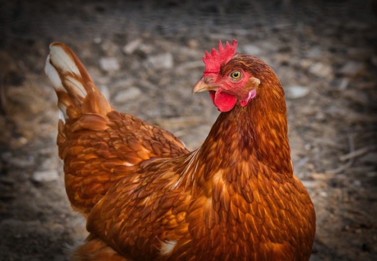 Grippe aviaire: les volailles françaises reconfinées