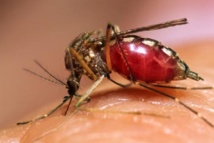 Dengue : 826 cas confirmés dont 300 pour le seul mois d’octobre